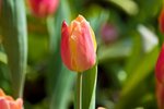 IMG_7258