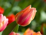 IMG_7306