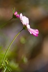 IMG_7333