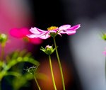 IMG_7334