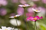 IMG_7340