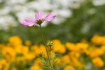 IMG_7370