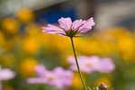 IMG_7371