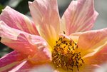 IMG_7383