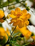 IMG_7388