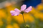 IMG_7393