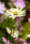 IMG_7439