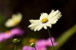 IMG_7440