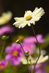 IMG_7442