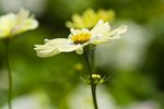 IMG_7445