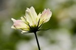 IMG_7456