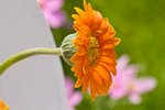 IMG_7497