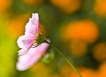 IMG_7511