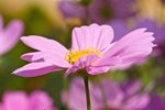 IMG_7536
