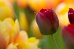 IMG_7595