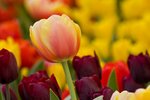 IMG_7597