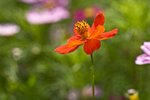 IMG_7707