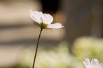 IMG_7721