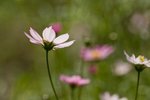 IMG_8039