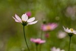 IMG_8039_1