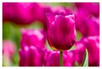 IMG_2244