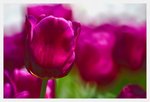 IMG_2258