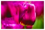 IMG_2259