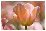 IMG_2322