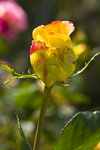 IMG_8059