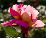 IMG_8072