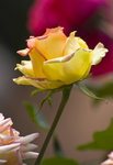 IMG_8080