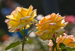 IMG_8086