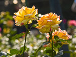 IMG_8088