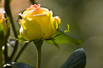IMG_8097