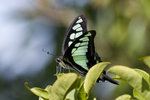 IMG_1874_1