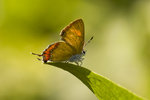 IMG_2626_1