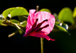 IMG_7089_1