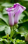 IMG_1612
