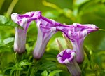 IMG_1614