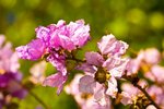 IMG_1617