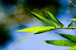 IMG_1619