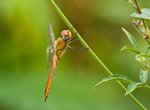 IMG_1641