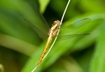 IMG_1642