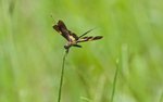 IMG_1647