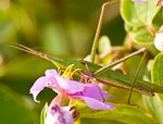 IMG_1658