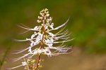 IMG_2900