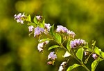 IMG_2906a