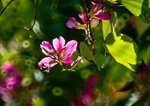 IMG_2906b