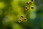 IMG_2910