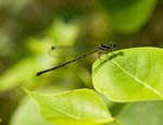 IMG_3254